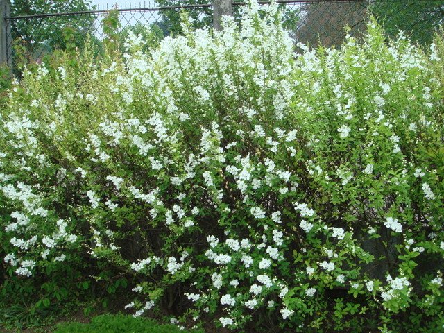 Exochorda racemosa en haie